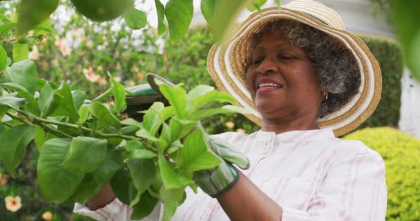 Egy idősebb afro-amerikai nő portréja, aki kertészkesztyűt visel, növényeket vág a kertben. — Stock videók