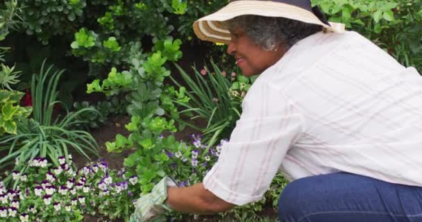 Porträtt av senior afrikansk amerikansk kvinna bär trädgårdshandskar plantera blommor i trädgården — Stockvideo