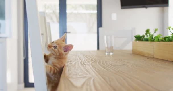 Ginger kucing memanjat di kursi di meja di ruang tamu di rumah — Stok Video