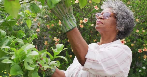 Femme afro-américaine senior portant des gants de jardinage coupant des arbres dans le jardin — Video