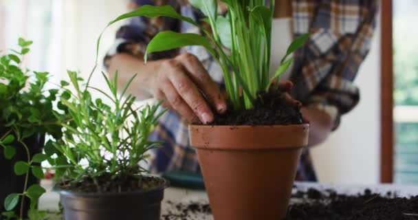 Mittelteil Einer Kaukasischen Frau Die Hause Pflanzen Pflanzt Hause Bleiben — Stockvideo