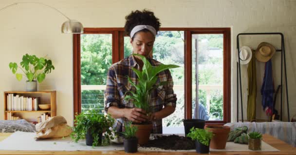 Mujer Raza Mixta Trasplantando Plantas Maceta Casa Permaneciendo Casa Aislamiento — Vídeo de stock
