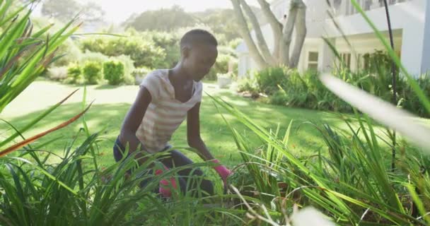 Mujer Afroamericana Plantando Plantas Jardín Soleado Sonriendo Cámara Permanecer Casa — Vídeos de Stock