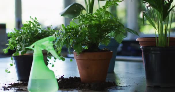 自宅でテーブルの上に複数の植物のポットや水噴霧器ボトルのビュー 家庭菜園のコンセプト — ストック動画