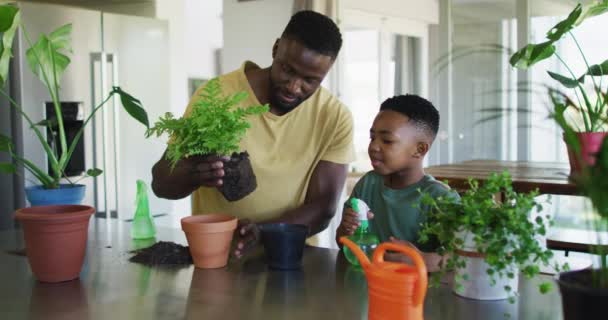 Африканский Американец Отец Сын Трансплантации Растения Новый Горшок Вместе Дома — стоковое видео
