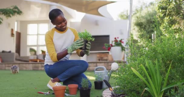 快乐的非洲裔美国女人在花园里种植盆栽 隔离隔离隔离期间待在家里 — 图库视频影像