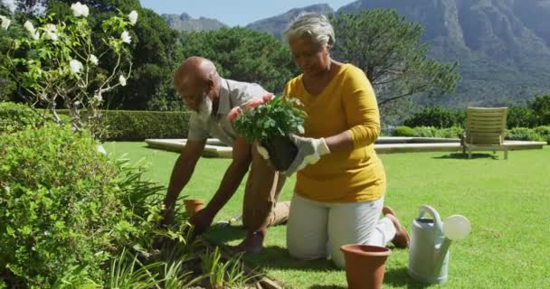 Afro Amerikaans Senior Koppel Tuinieren Samen Tuin Een Heldere Zonnige — Stockvideo