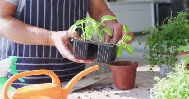 Sección Media Una Mujer Mayor Afroamericana Con Delantal Trasplantado Plantas — Vídeos de Stock