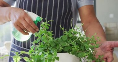 Afrika kökenli Amerikalı son sınıf öğrencisinin önlük giyip evdeki bitkilere su sıkan bölümü. emeklilik yaşlılar için karantina konsepti