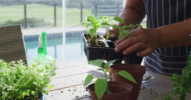 Sección Media Afroamericana Mujer Mayor Trasplantando Plantas Casa Jubilación Estilo — Vídeos de Stock