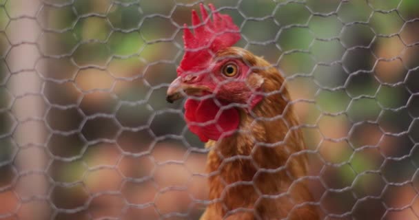 Close Van Bruine Kip Kijkend Door Kippengaas Tuinhok Als Huisdier — Stockvideo