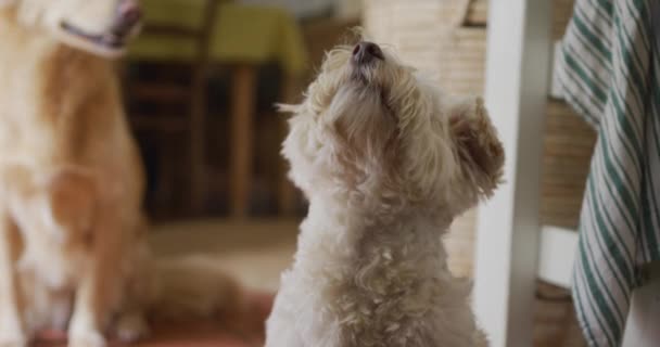 View of two cute white dogs in kitchen. pet, companionship and animal at home concept. — Stock Footage View Two Cute White Dogs Kitchen Pet Companionship Animal Home Royalty Free Stock Video