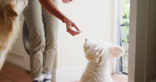 白人女性は自宅の台所でペット犬に餌をやっている ライフスタイルペット友情動物の友情の概念 — ストック動画