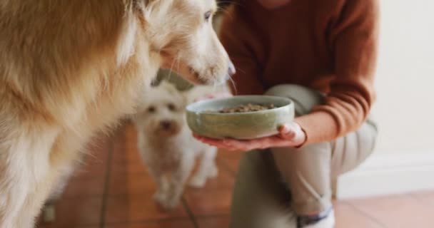 부엌의 그릇에서 개에게 먹이를 있습니다 — 비디오