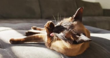 Evdeki kanepede dinlenen kediyi yakından izle. sevimli ev hayvanları konsepti