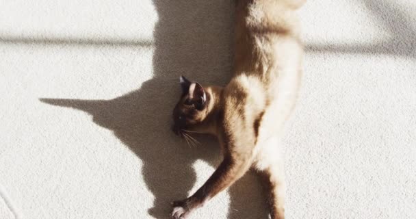 家の床でリラックスした猫の頭の上のビュー かわいいペット室内のコンセプト — ストック動画