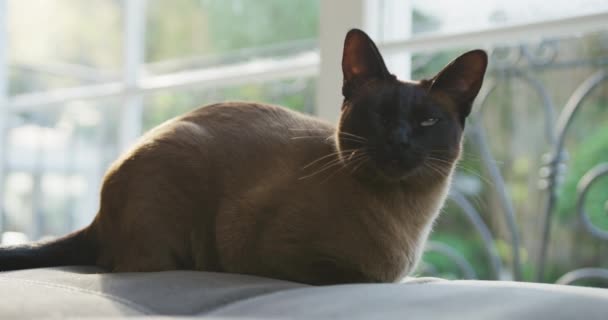 Happy Siamese Huisdier Kat Zittend Rug Van Bank Voor Het — Stockvideo