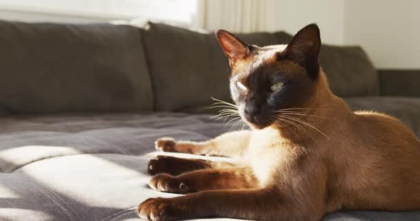 Zblízka Pohled Kočku Odpočívající Gauči Doma Roztomilý Domácí Mazlíček Vnitřní — Stock video