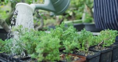 Bahçe merkezindeki beyaz erkek bahçıvanların sulama bitkilerini kapatın. Bonsai çocuk yuvasında çalışmak, küçük bir uzmanlık alanı..