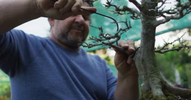 Beyaz erkek bahçıvan bahçe merkezindeki bonsai ağacıyla ilgileniyor. Bonsai çocuk yuvasında çalışmak, küçük bir uzmanlık alanı..
