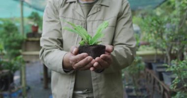 Bahçe merkezinde bitki tutan Afrikalı Amerikalı erkek bahçıvanın elleri. Bonsai çocuk yuvasında çalışmak, küçük bir uzmanlık alanı..