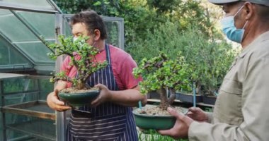 Yüz maskesi takan çeşitli erkek bahçıvanlar bahçe merkezindeki bonsai ağacıyla ilgileniyorlar. Bonsai çocuk yuvasında çalışmak, Coronavirus codemic 19 salgını sırasında küçük bir uzmanlık işi..