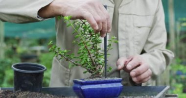 Bahçe merkezindeki bonsai ağacıyla ilgilenen Afrikalı Amerikalı erkek bahçıvanın orta kesimi. Bonsai çocuk yuvasında çalışmak, küçük bir uzmanlık alanı..