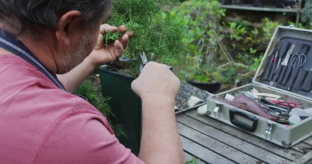 Bakåt Bild Kaukasisk Manlig Trädgårdsmästare Skära Bonsai Träd Trädgården Centrum — Stockvideo