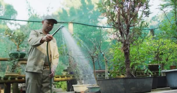 Afrykański Amerykański Ogrodnik Podlewa Rośliny Centrum Ogrodu Praca Szkółce Bonsai — Wideo stockowe