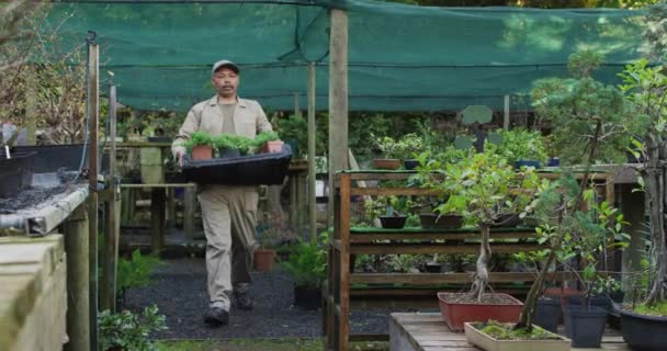 Afrikansk Amerikansk Manlig Trädgårdsmästare Går Håller Låda Med Växter Trädgårdscentrum — Stockvideo
