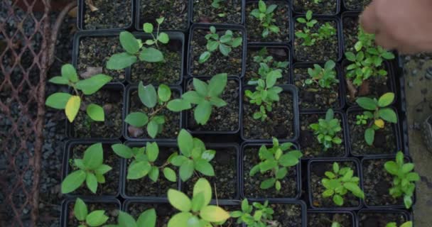 Manos Jardinero Masculino Caucásico Plantando Plántulas Centro Del Jardín Trabajar — Vídeos de Stock