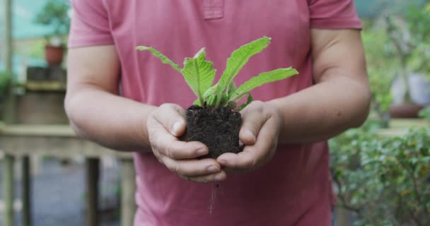 Las Manos Manos Del Jardinero Masculino Caucásico Que Sostiene Planta — Vídeos de Stock