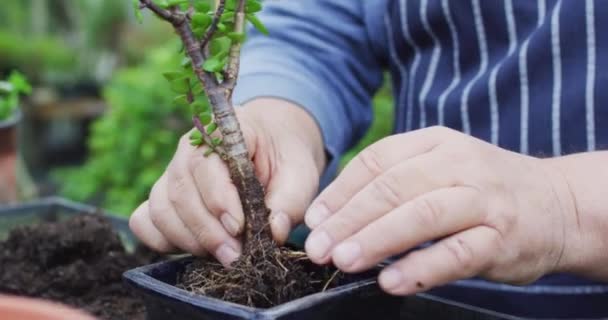 Handen Van Kaukasische Mannelijke Tuinman Het Planten Van Bonsai Boom — Stockvideo