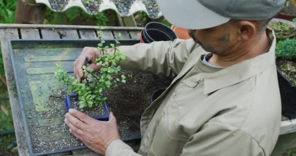 Jardineiro Afro Americano Cuidando Bonsai Centro Jardim Trabalhando Berçário Bonsai — Vídeo de Stock