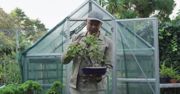 Jardinero Masculino Afroamericano Sosteniendo Árbol Bonsái Mirando Cámara Centro Del — Vídeo de stock