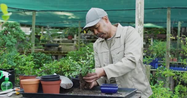 Afrikansk Amerikansk Manlig Trädgårdsmästare Tar Hand Bonsai Träd Trädgårdscentrum Arbetar — Stockvideo