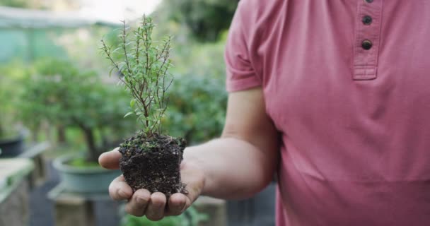 Ręce Białego Ogrodnika Trzymającego Drzewko Bonsai Centrum Ogrodu Praca Szkółce — Wideo stockowe
