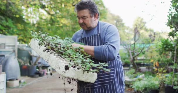 Fehér Férfi Kertész Palántákat Tart Kamerába Néz Mosolyog Kertészeti Központban — Stock videók