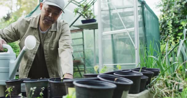 Afrikai Amerikai Férfi Kertész Palántákat Locsolt Kertészeti Központban Bonsai Óvodában — Stock videók