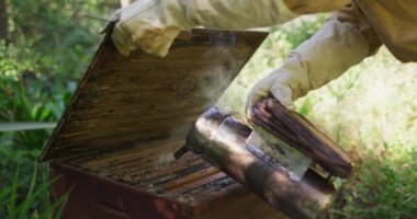 Beyaz, koruyucu elbiseli erkek arı yetiştiricisi arı kovanındaki arıları sakinleştirmek için sigara içiyor. Arı ve bal üretimi, küçük tarım işi ve hobi.