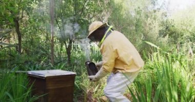 Beyaz, koruyucu elbiseli erkek arı yetiştiricisi arı kovanındaki arıları sakinleştirmek için sigara içiyor. Arı ve bal üretimi, küçük tarım işi ve hobi.
