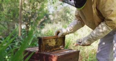 Beyaz erkek arı yetiştiricisi koruyucu giysiler içinde bir arı kovanından bal peteği çerçevesini inceliyor. Arı ve bal üretimi, küçük tarım işi ve hobi.