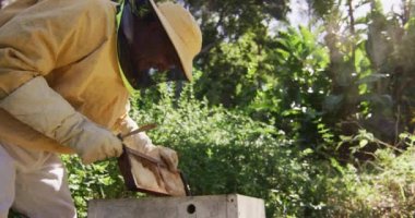 Beyaz erkek arı yetiştiricisi koruyucu giysiler içinde bir arı kovanından bal peteği çerçevesini inceliyor. Arı ve bal üretimi, küçük tarım işi ve hobi.