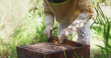 Beyaz erkek arı yetiştiricisi koruyucu giysiler içinde bir arı kovanından bal peteği çerçevesini inceliyor. Arı ve bal üretimi, küçük tarım işi ve hobi.