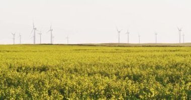 Kırsal alanda sarı çiçekli ve bulutsuz gökyüzü olan rüzgar türbinlerinin genel görüntüsü. çevre, sürdürülebilirlik, ekoloji, yenilenebilir enerji, küresel ısınma ve iklim değişikliği farkındalığı.