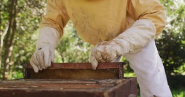 Beyaz erkek arı yetiştiricisi koruyucu giysiler içinde bir arı kovanından bal peteği çerçevesini inceliyor. Arı ve bal üretimi, küçük tarım işi ve hobi.