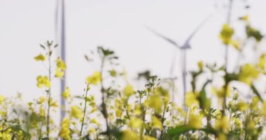 Rüzgâr türbinlerinin ön planda bitkileri ve bulutsuz gökyüzünün genel görüntüsü. çevre, sürdürülebilirlik, ekoloji, yenilenebilir enerji, küresel ısınma ve iklim değişikliği farkındalığı.