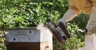 Beyaz, koruyucu elbiseli erkek arı yetiştiricisi arı kovanındaki arıları sakinleştirmek için sigara içiyor. Arı ve bal üretimi, küçük tarım işi ve hobi.