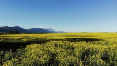 Bulutsuz gökyüzü olan kırsal alandaki rüzgar türbinlerinin genel görüntüsü. çevre, sürdürülebilirlik, ekoloji, yenilenebilir enerji, küresel ısınma ve iklim değişikliği farkındalığı.
