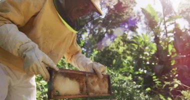 Beyaz erkek arı yetiştiricisi koruyucu giysiler içinde bir arı kovanından bal peteği çerçevesini inceliyor. Arı ve bal üretimi, küçük tarım işi ve hobi.